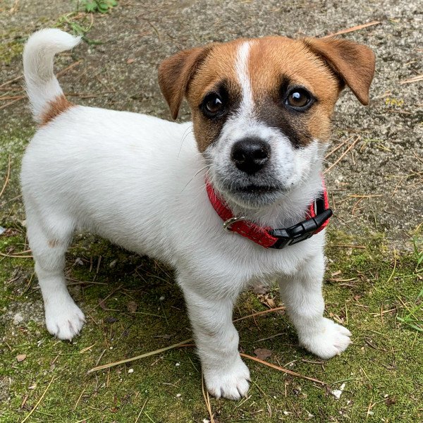 Jack russell terrier