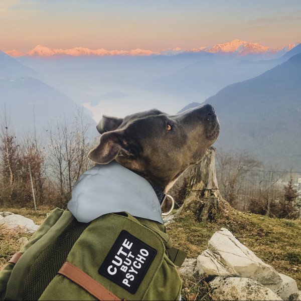 American Staffordshire Terrier