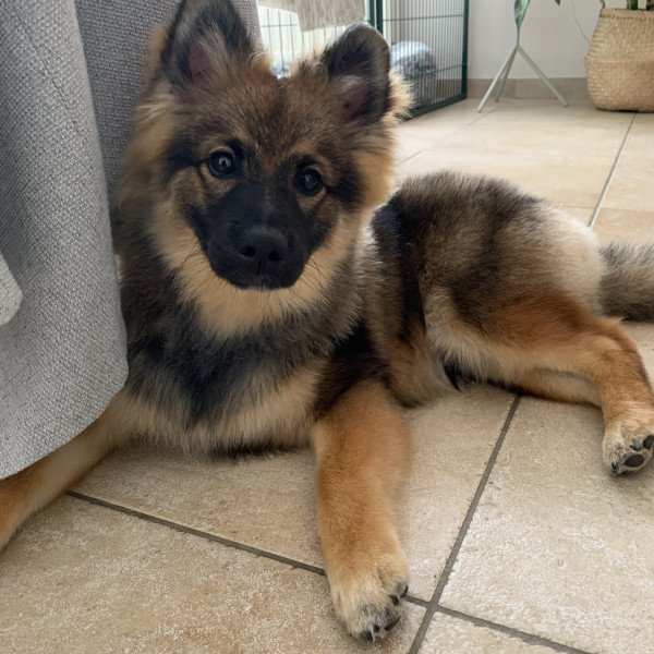 Middelgrote keeshond