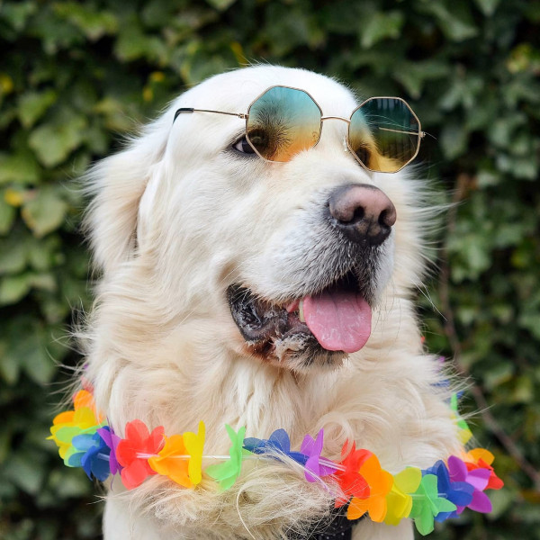 5 instagram accounts all Golden Retriever lovers must follow 5 instagram accounts all Golden Retriever lovers must follow