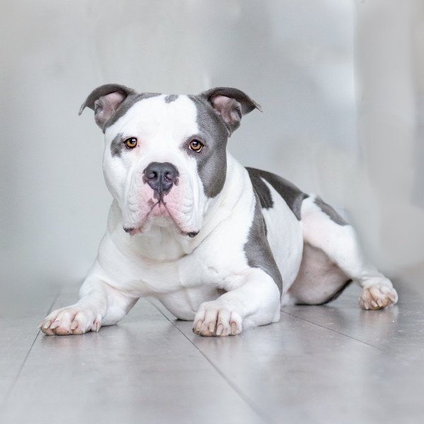 American Bully