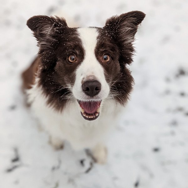 Border Collie Names