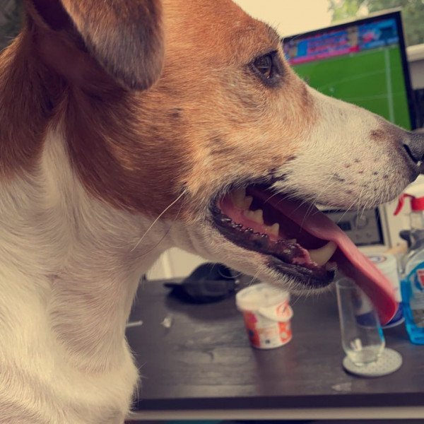 Jack russell terrier