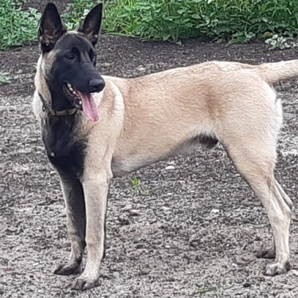 Belgian Malinois