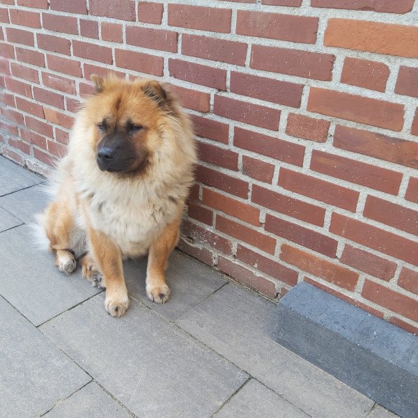 Chow chow