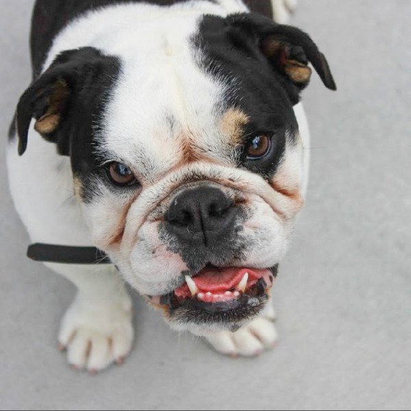 English Bulldog