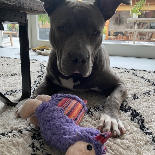 400 American Bully dog name ideas