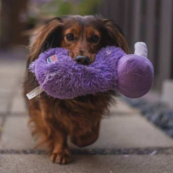 Mini dachshund wirehair