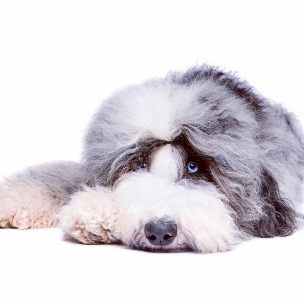 Old English Sheepdog em Foggy Key Lighting · Creative Fabrica