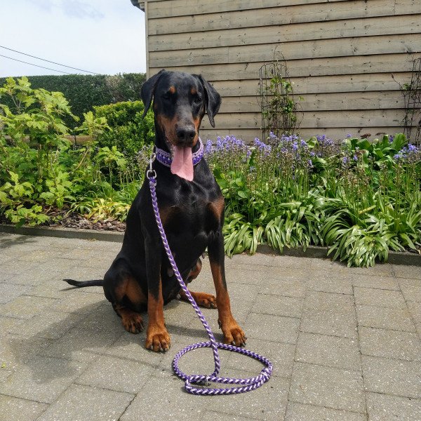 400 Doberman Pinscher dog name ideas