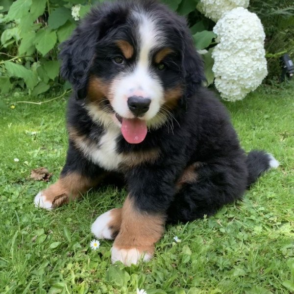 Bernese Mountain Dog