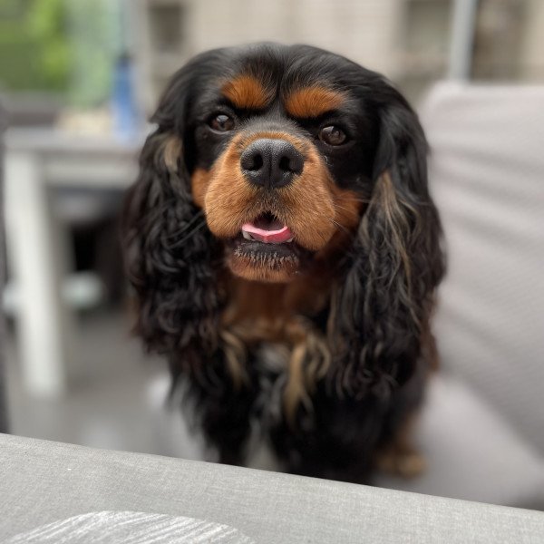 Cavalier King Charles Spaniel