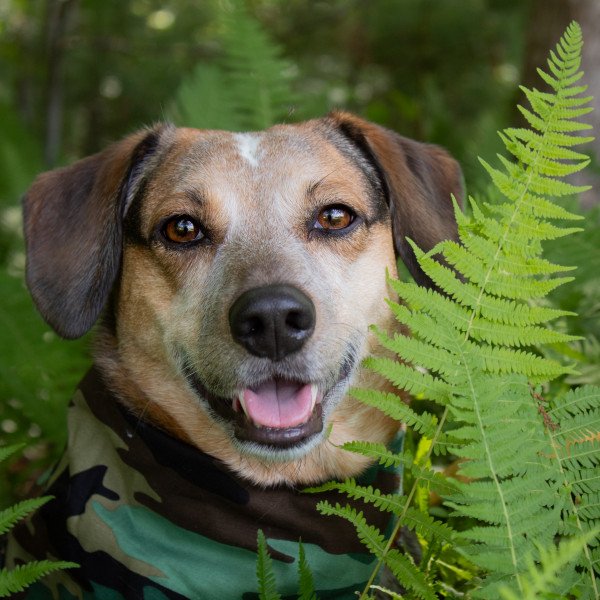 Australian Cattle Dog