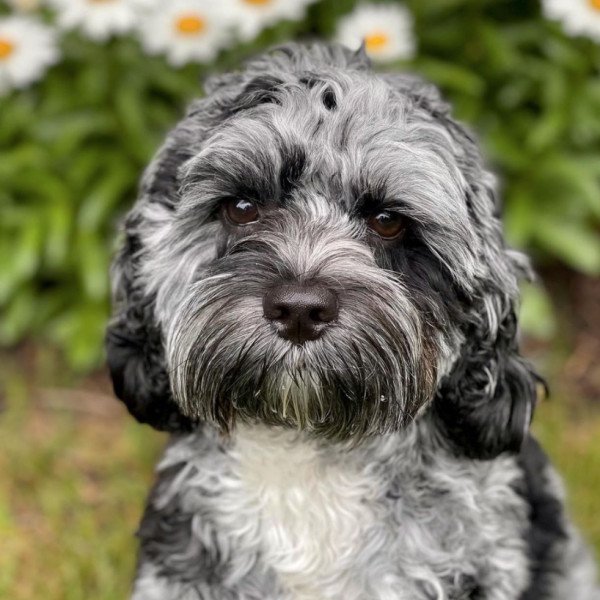 Cocker Spaniel (American)