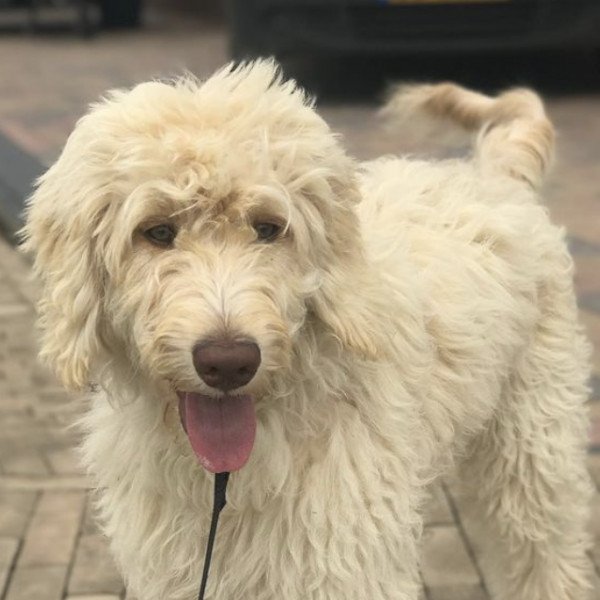 Labradoodle