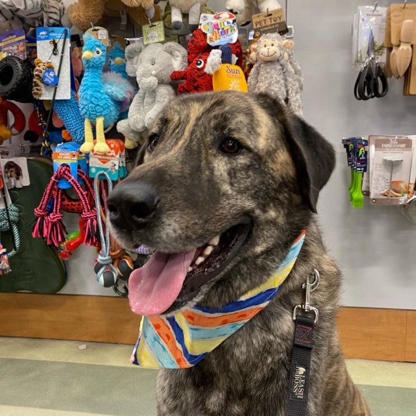 Anatolian Shepherd Dog