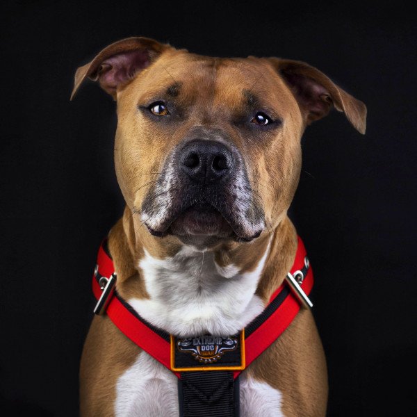 American Staffordshire Terrier