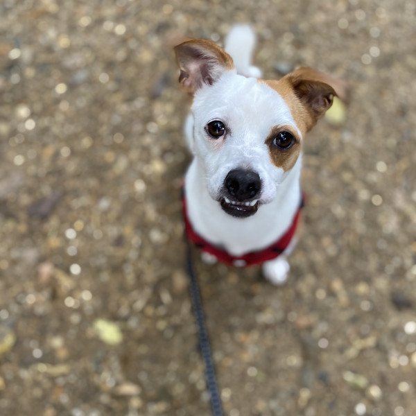 Jack russell terrier