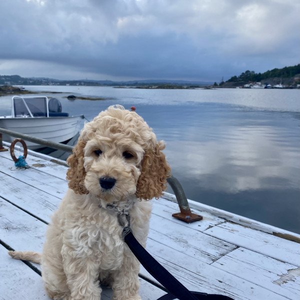 Cocker Spaniel (American)