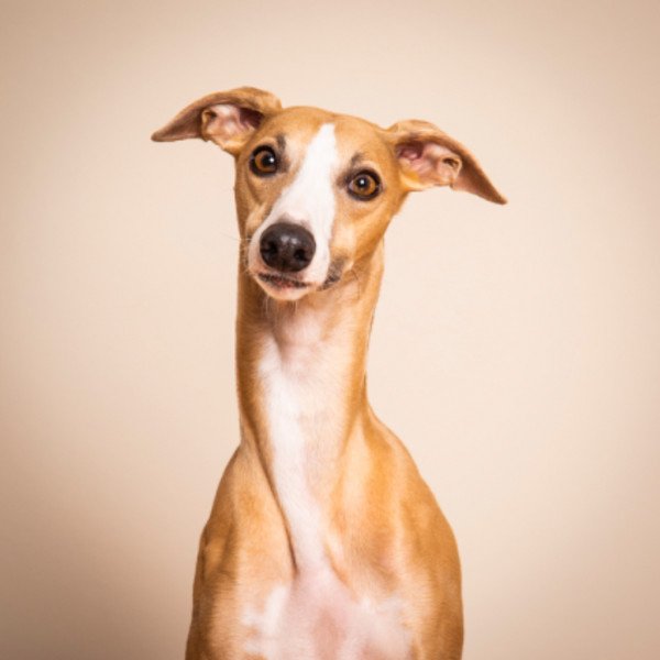 Whippet