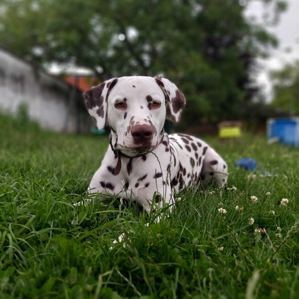 Dalmatian