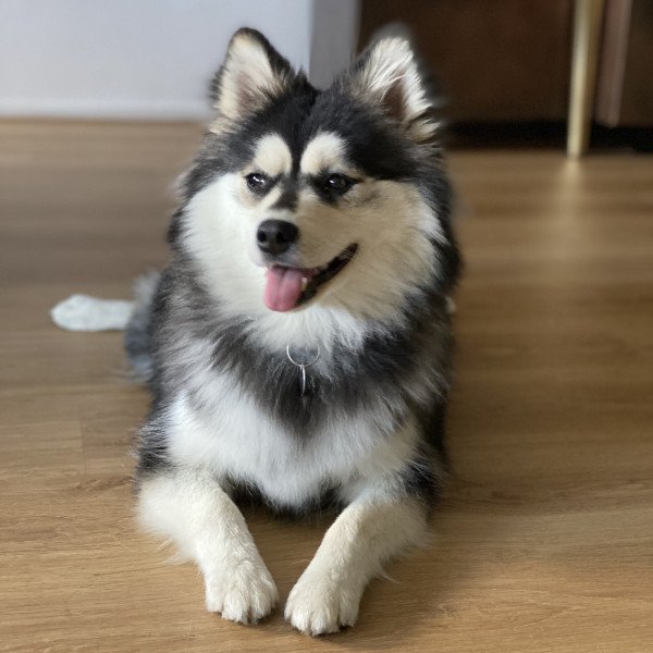 Middelgrote keeshond