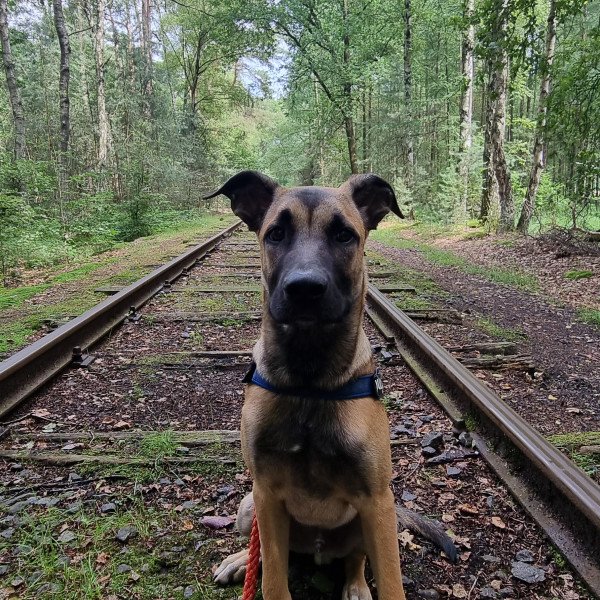 Belgian Malinois