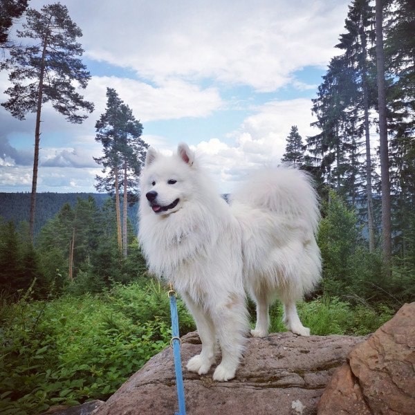 Samoyed