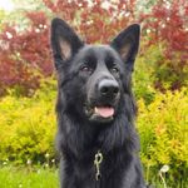Old German Shepherd