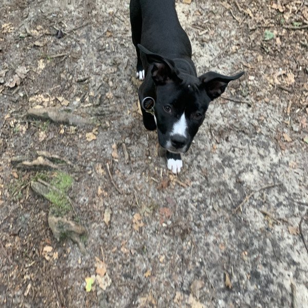 American Staffordshire Terrier