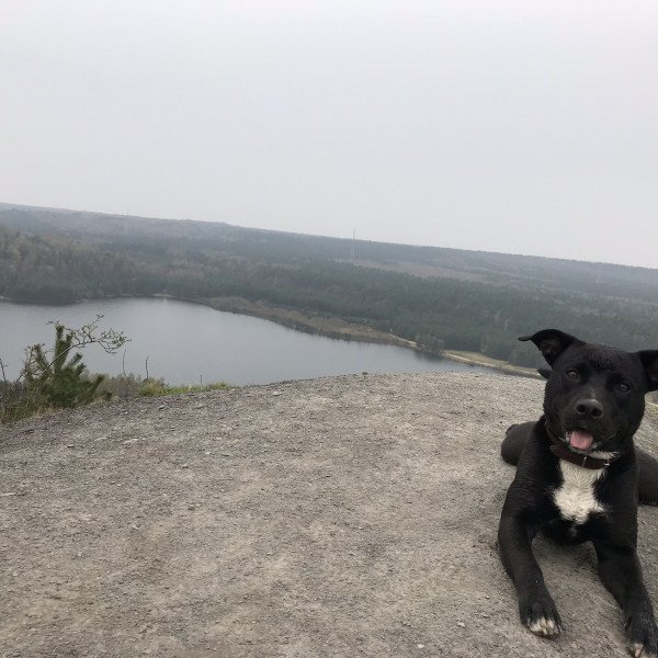 American Staffordshire Terrier