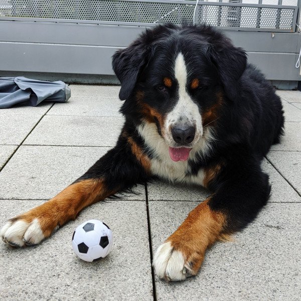 Bernese Mountain Dog