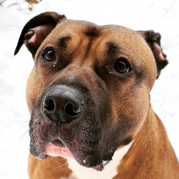 American Pit Bull Terrier