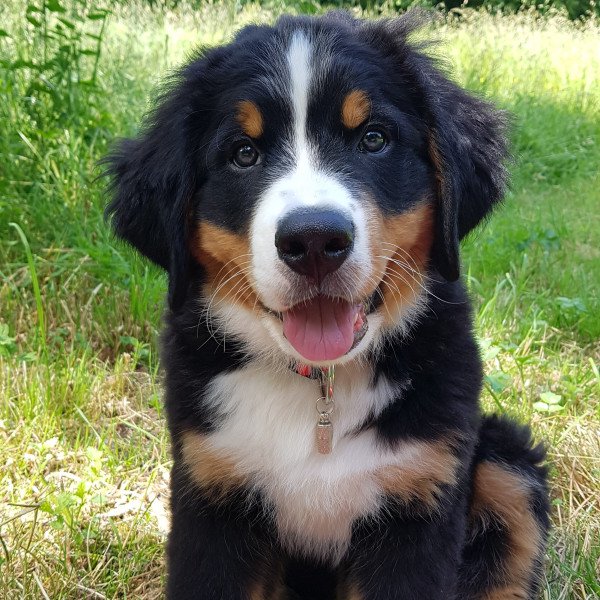 Bernese Mountain Dog