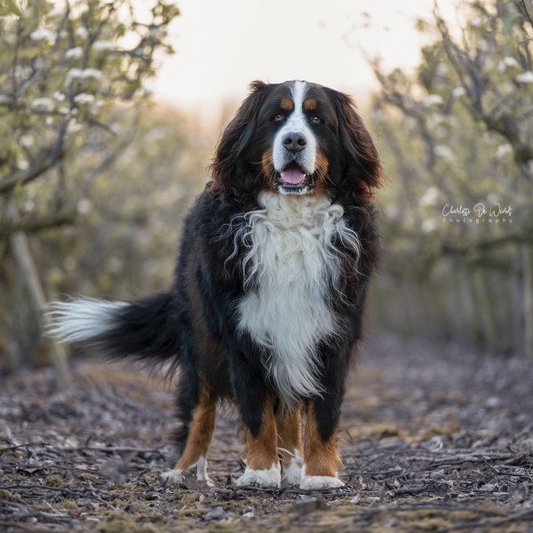 Bernese Mountain Dog