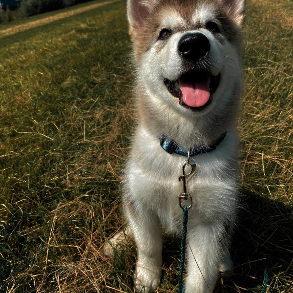 Alaskan Malamute