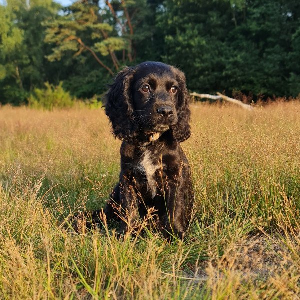 Cocker Spaniel