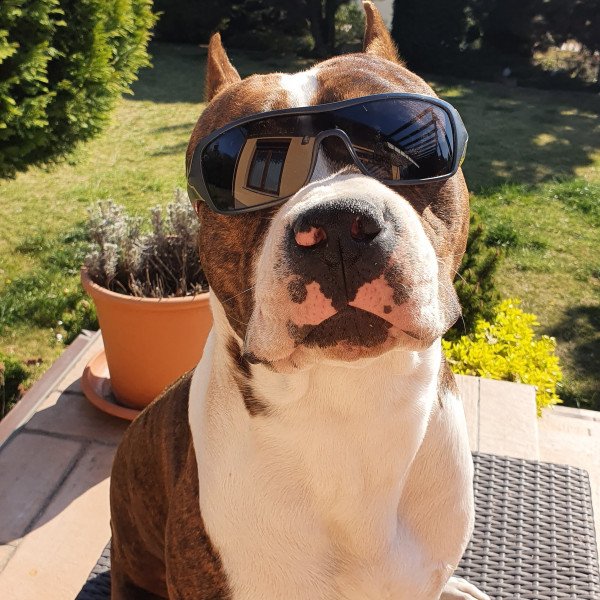 American Staffordshire Terrier