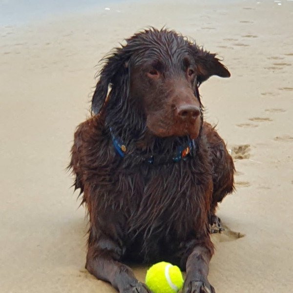 Flatcoated retriever