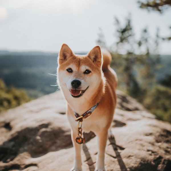 Shiba Inu