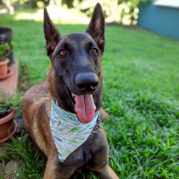 Belgian Malinois