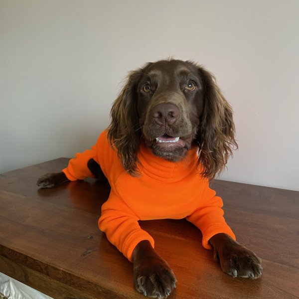 Cocker Spaniel