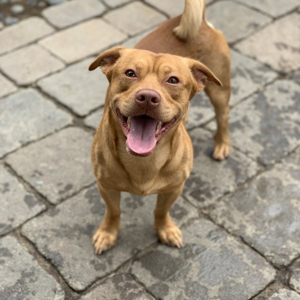 American Pit Bull Terrier