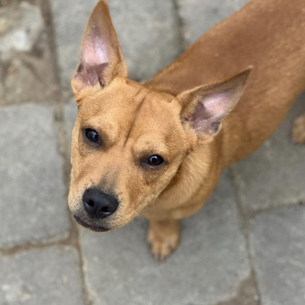 American Pit Bull Terrier