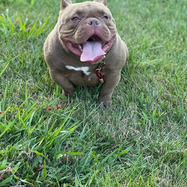 American Bully