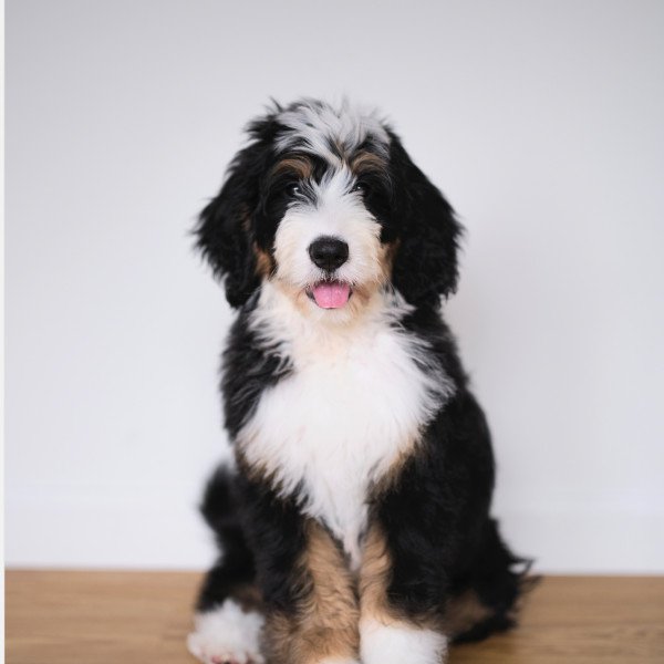 Bernese Mountain Dog
