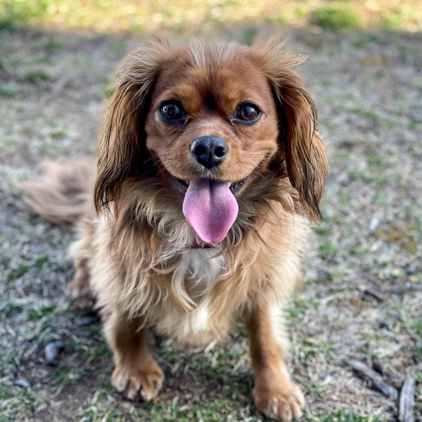 Cavalier King Charles Spaniel