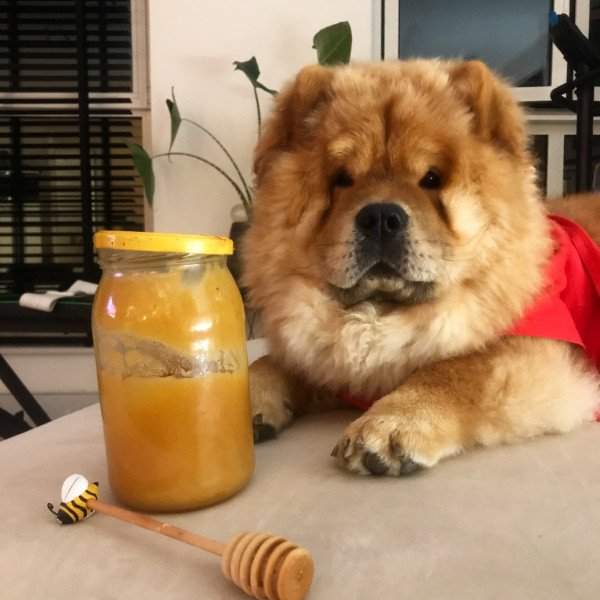 Chow chow