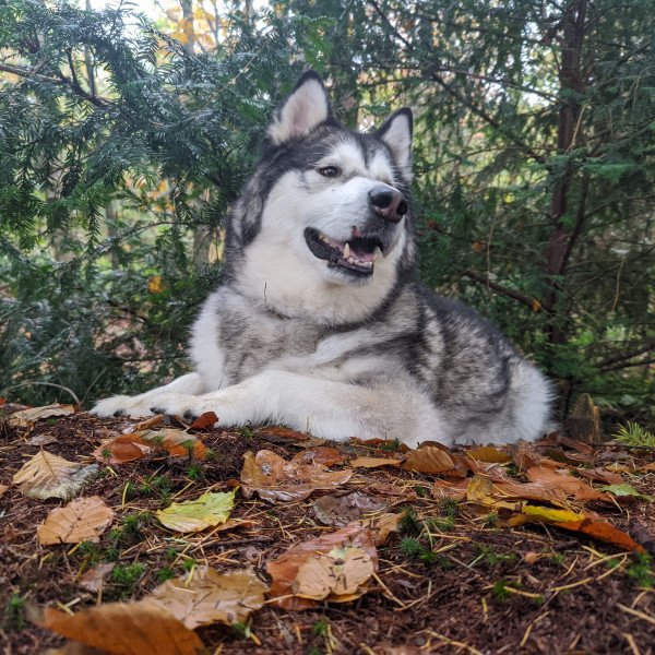 Alaskan Malamute