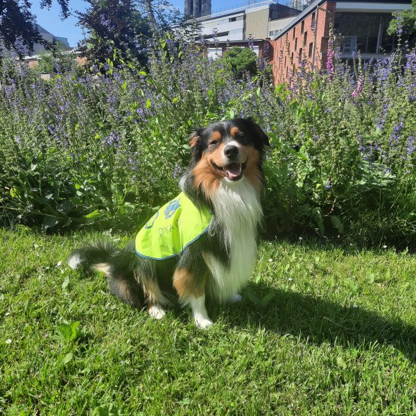 Miniature American Shepherd